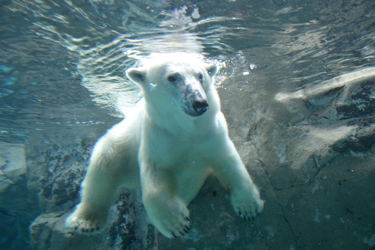 Polar bear swimming in a tank
