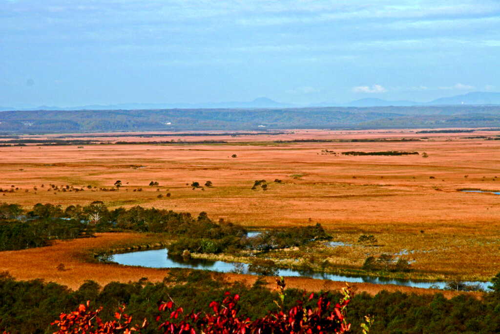 The marshland is tinged with orange all over