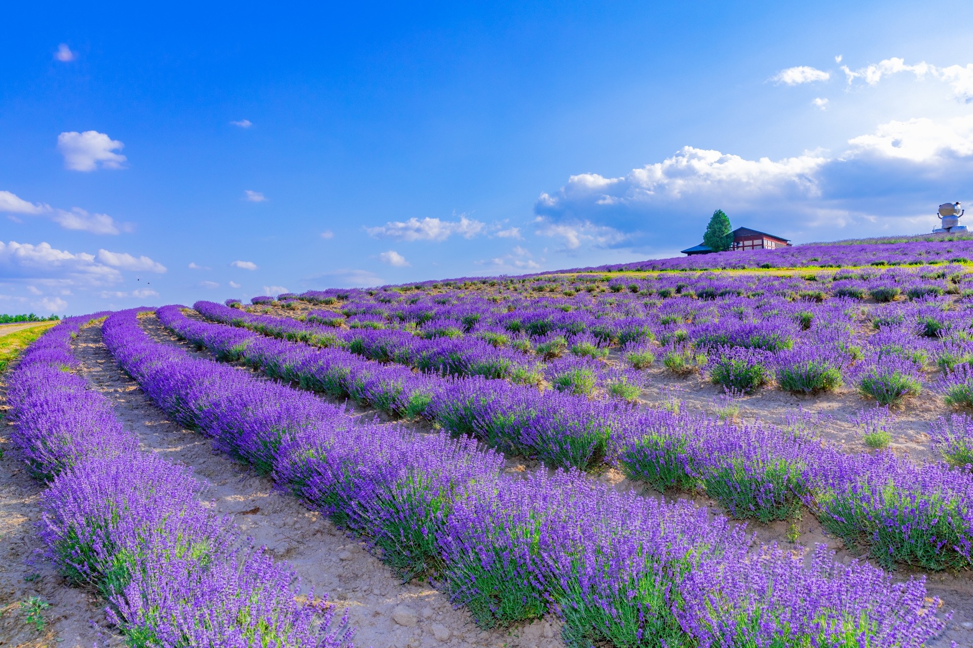 Purple lavender field