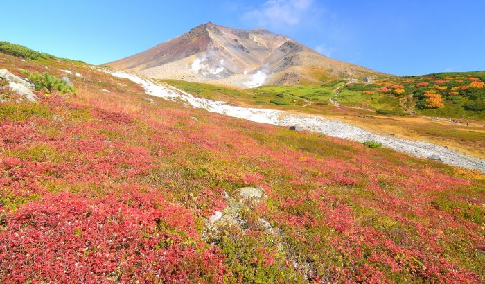 Autumn leaves and a big mountain behind