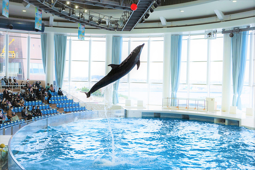 Dolphin show performed indoors