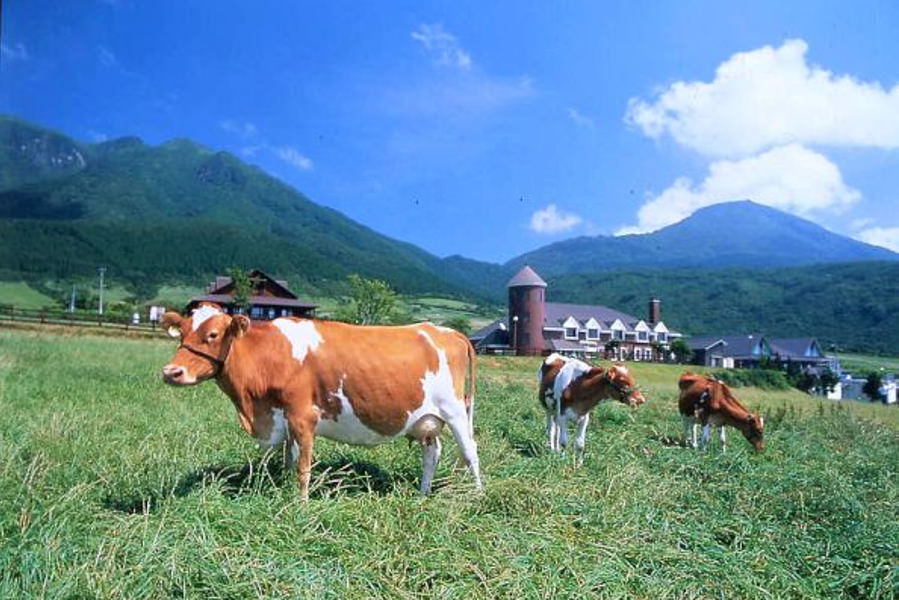 cows grazing under the blue sky