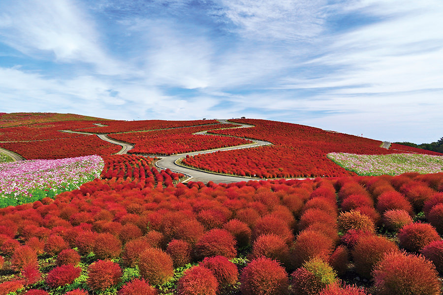 Kochia spreading all over the area