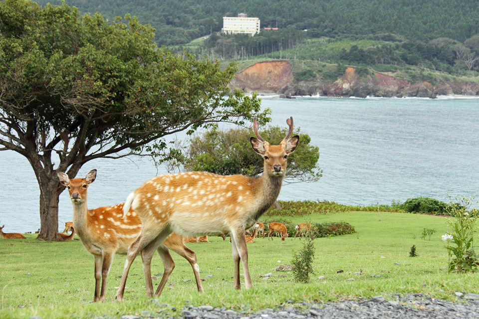 Deer on a grassy slope overlooking the sea on Kinkasan Island